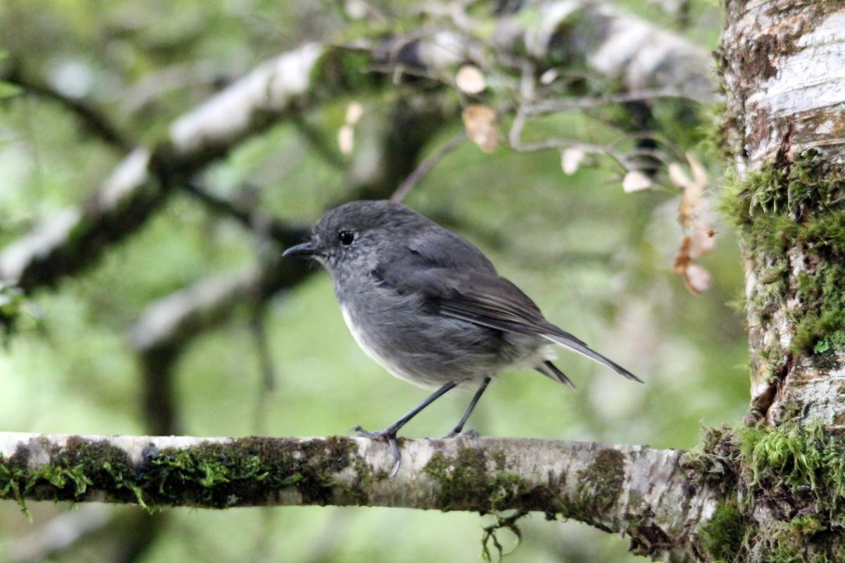 New Zealand Robin (Petroica australis), Te Anau Milford Highway, Te Anau Downs, Southland, New Zealand, 2014-03-04 New Zealand Robin (Petroica australis)